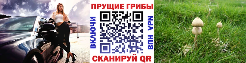 Купить закладки  Железноводск  Псилоцибиновые грибы прущие грибы 